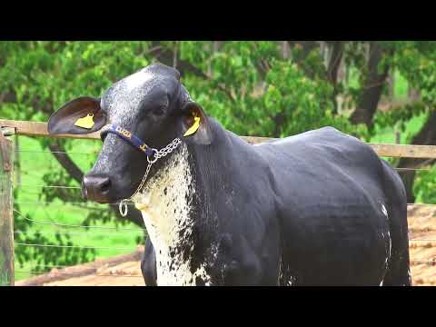 LOTE 110   ALANA FIV HALIFAX SANTA LUZIA   4369CK