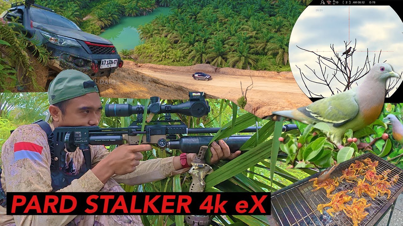 MASUK HUTAN KALIMANTAN: BERBURU PUNAI DENGAN PARD STALKER EX TERBARU. INI BARU HUNTING🔥🔥🔥