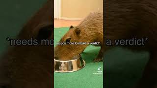 Capybara tiktoks part 20 (SUPRISE AT END)