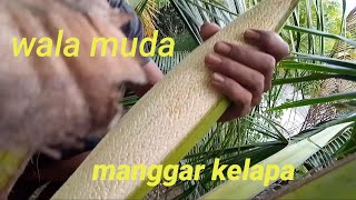 Proses Pembedelan Wala Manggarkelapadesaciaur