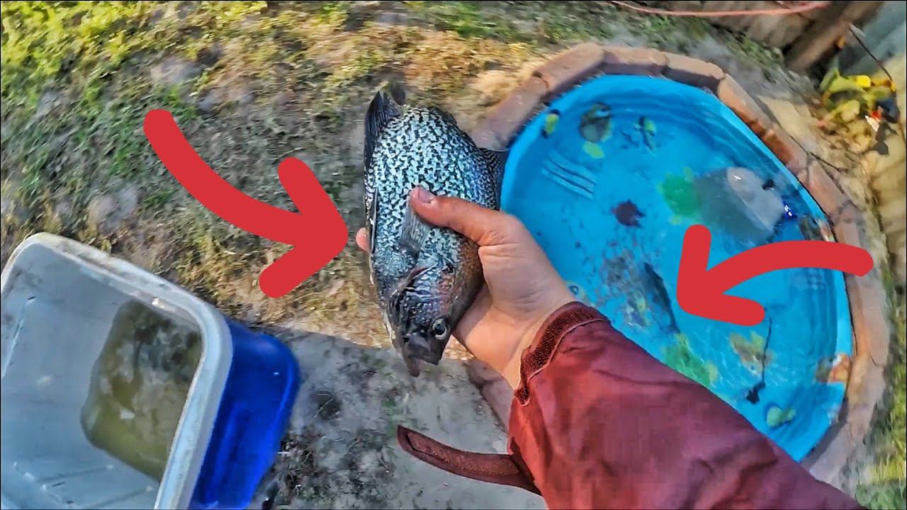 Stocking the BACKYARD KIDDIE POOL with crappie, catfish and bluegill!!