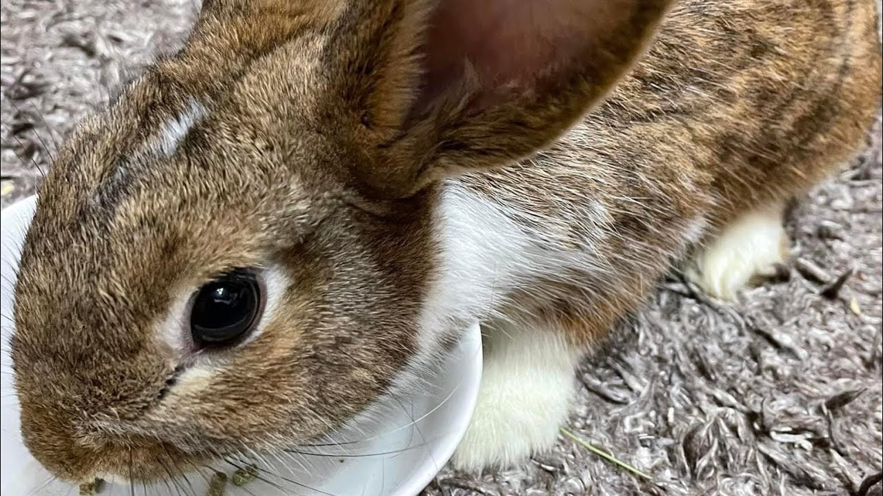 Bunny My Pet YouTube