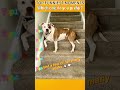 Funniest AnimalsMoments#funnyanimals #animalcomedy #dog#funny#funnyanimals#funnypets#animals