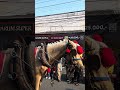 Jarane melu joget #karnaval #karnavallucu #karnavalparty #stecu #kuda #delman