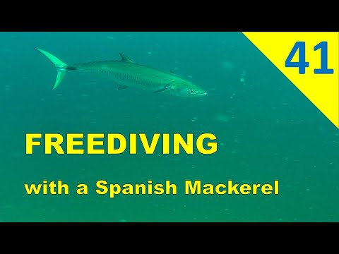 FREEDIVING UAE | with a Spanish Mackerel (Fujairah)