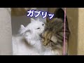 【返討ち】マロンがちゃちゃにガブリ...