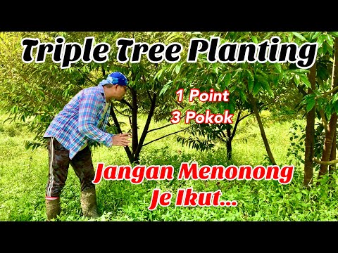 Video: Masalah Dengan Pokok: Mengapa Cabang Pokok Lemah Dan Rapuh