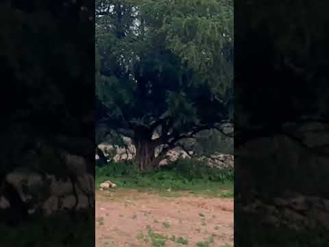 ثلاثة لا ترفع صلاتهم فوق رؤوسهم شبرا اكسبلور تعلم الرحمن تيك توك ترند   ورك 