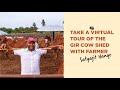 Two Brothers Organic Farms Open Cow Shed - Indian Indigenous Cows (Desi Cows) Gir variety