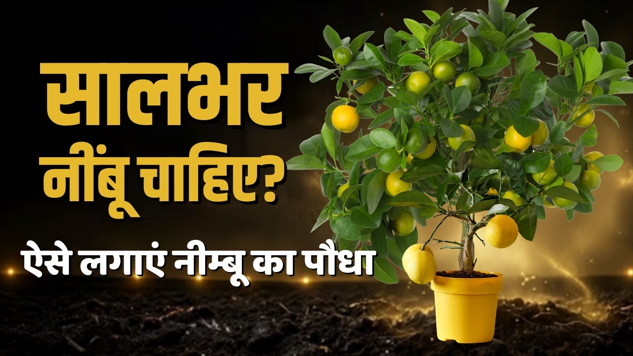 गमले में नींबू कैसे उगाएं? पौधा लगाने से नींबू तोड़ने तक पूरी जानकारी | How To Grow Lemon Plant