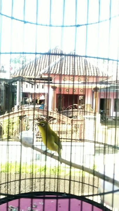 pleci malang nembak wit wit