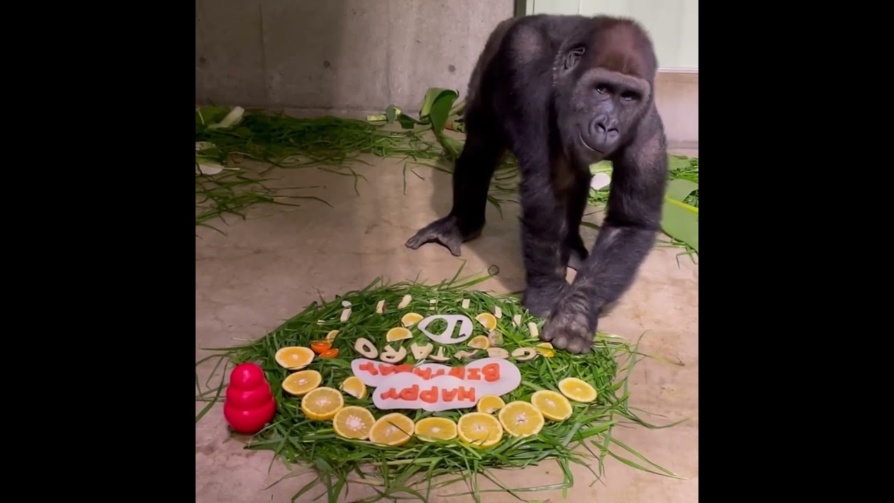 ゲンタロウ誕生日2021/Gentaro's birthday - YouTube