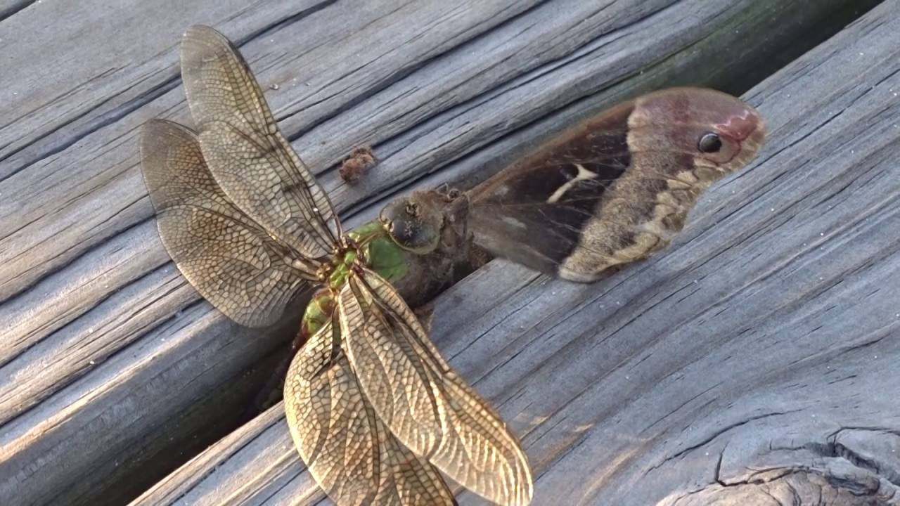 Dragonfly Eating Butterfly YouTube
