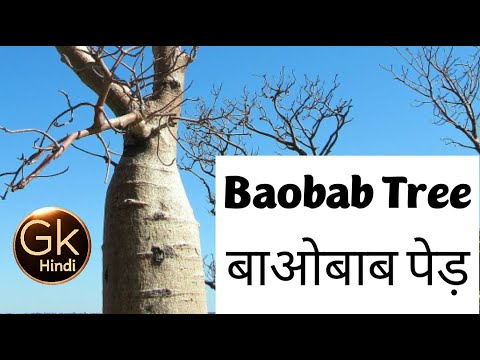वीडियो: कितने बाओबाब पेड़ बचे हैं?
