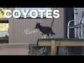 pepper hates coyotes