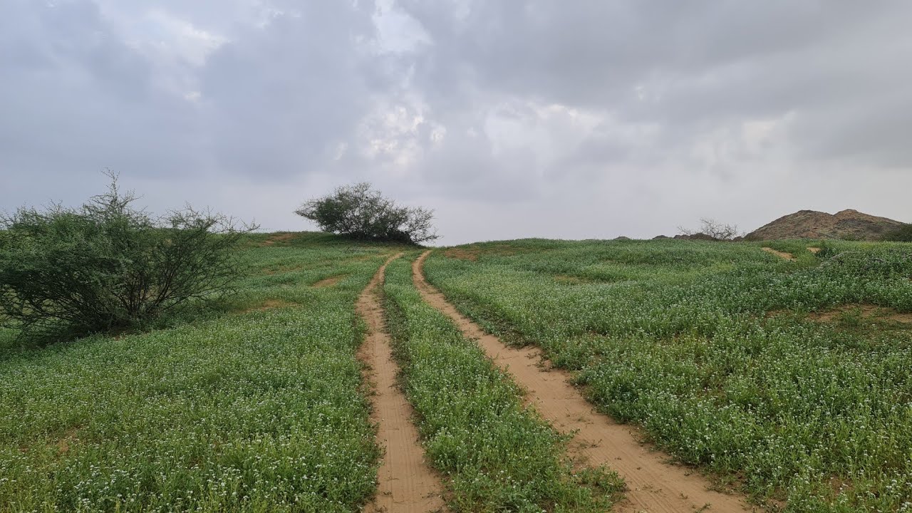 ربيع ديار بني عيسى لعام 1444ه‍