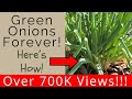 Keep green onions multiplying and youll never have to buy green onions again