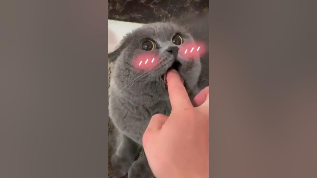 Angry Cat 😾 Cute Cat Videos 