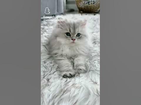 Най сладкото и пухкаво коте на света. ️ - YouTube