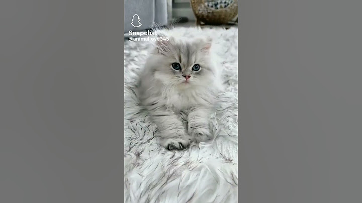 Най сладкото и пухкаво коте на света. ❤️