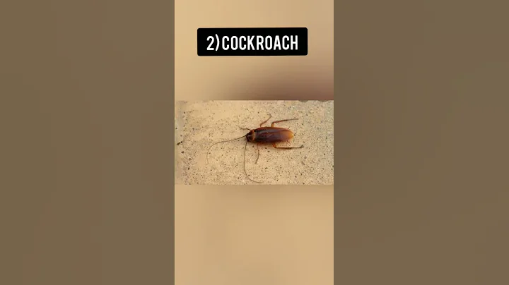 insects when zoomed in pt2 #shorts #insectswhenzoomedin