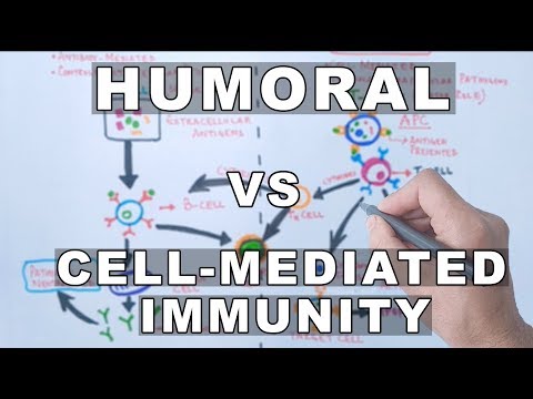 Immune Response Flow Chart Quizlet