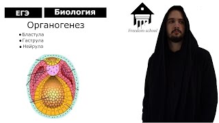 Эмбриогенез. Зародышевые листки. ЕГЭ Биология I Freedom Bio