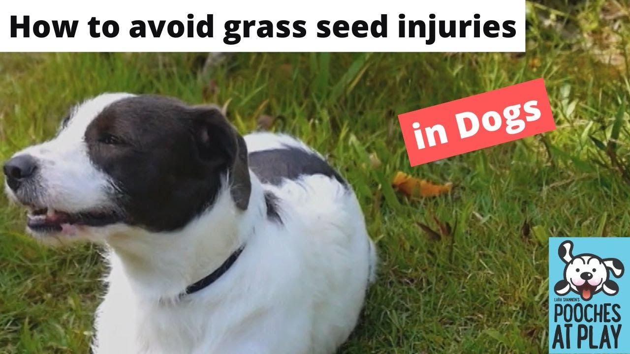 Picture of How to avoid grass seed injuries in dogs - YouTube