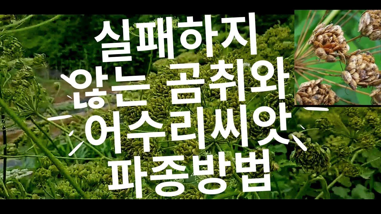 당귀, 곰취 씨앗 파종 준비 1