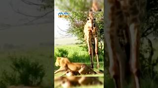 Mother Giraffe Rescue Baby From Male Lion. #shorts #lion