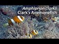 Clarks anemonefish amphiprion clarkii stock footage  4k u3840x216030p  indonesia