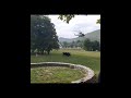 Novi detalji o slijetanju helikoptera na Cetinje: "Akcijom rukovodio Abazović"