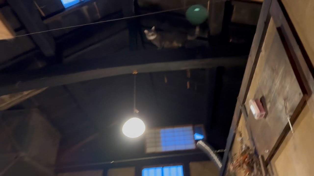 梁の一番高いところまで上がり.. おばあちゃんに呼ばれて降りて来て.. 蹴りぐるみで遊び.. 晩ごはんを食べて.. お好み焼きを見ながら鳥ササミを食べる猫・・・