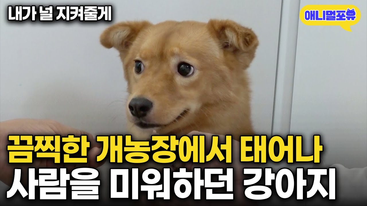 사람을 믿지 못하던 강아지, 강형욱 훈련사 만나자 눈물나는 변화... I KBS 개는 훌륭하다 220829 방송