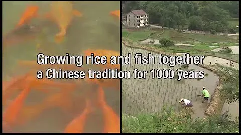 Growing rice and fish together in China - DayDayNews