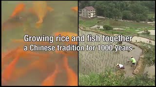 Growing rice and fish together in China