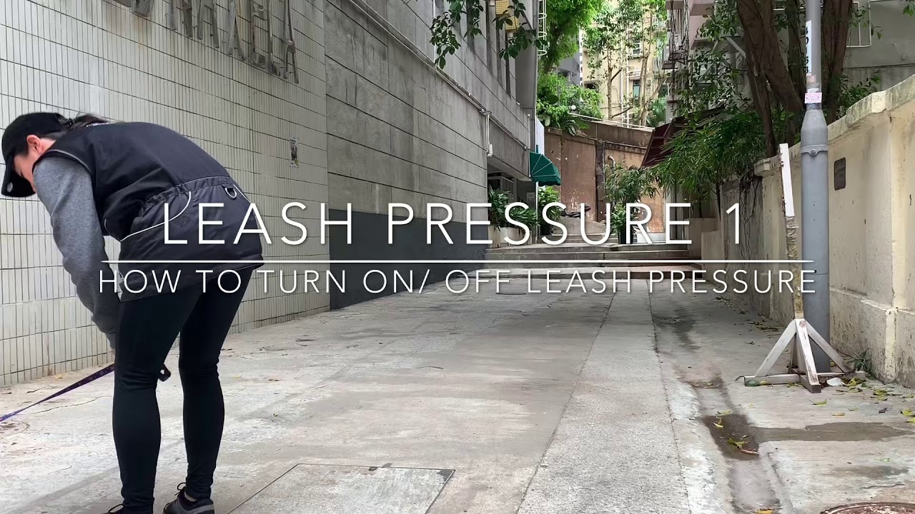 Leash pressure for loose leash walking 1 YouTube