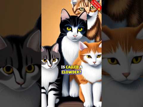 ვიდეო: რა ჰქვია კატების ჯგუფს?