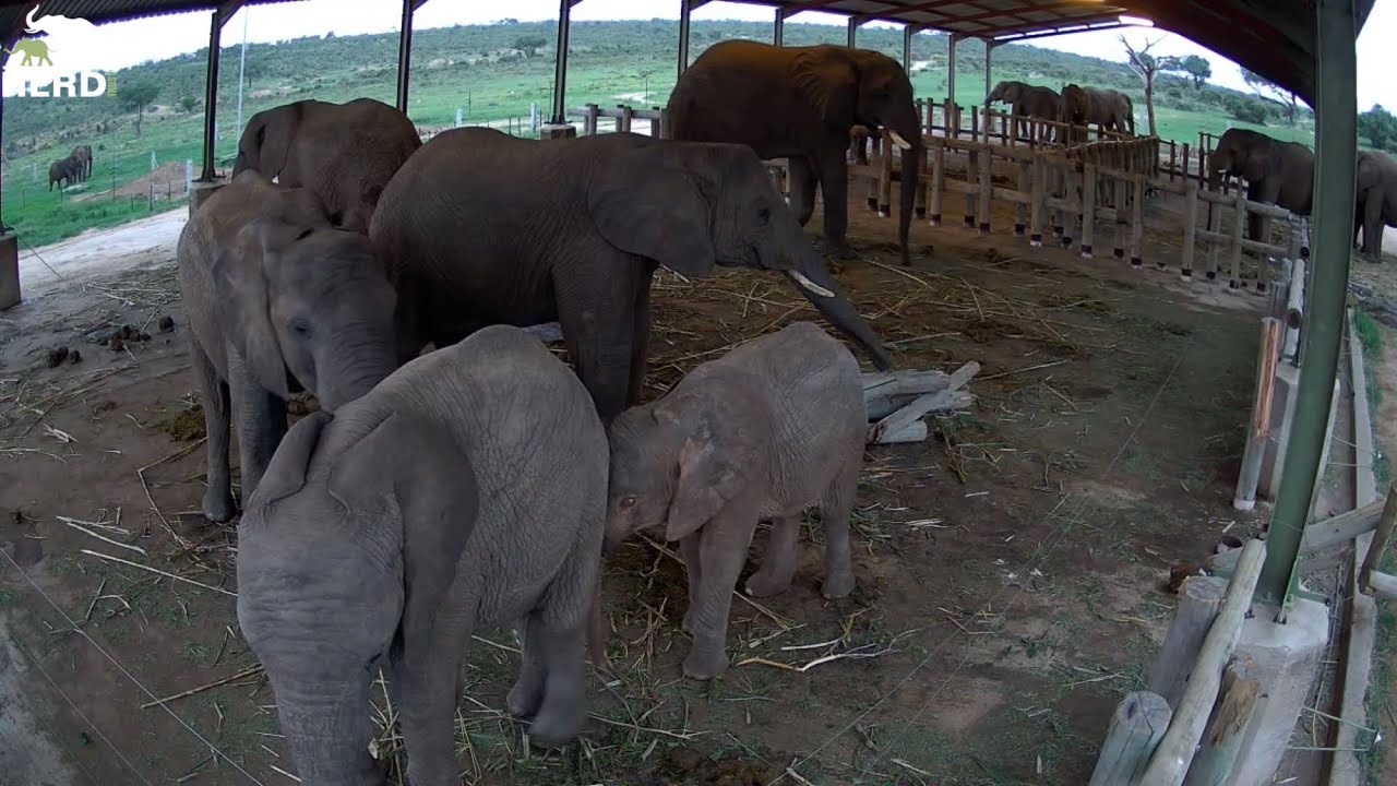 Mambo Vs Tokwe! An Elephant Challenge in the Homestead 🐘