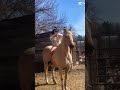 I was SO wrong about this girl #horse