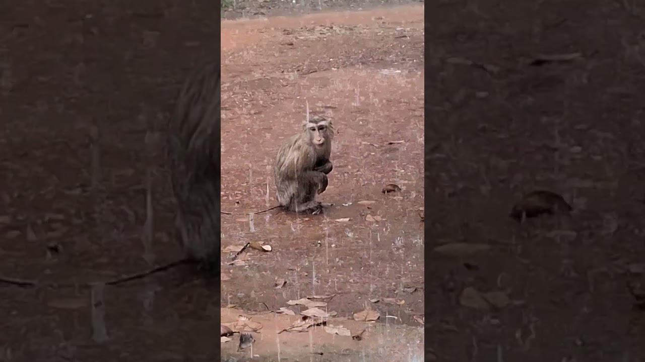 General Monkey & Animal Hashtags