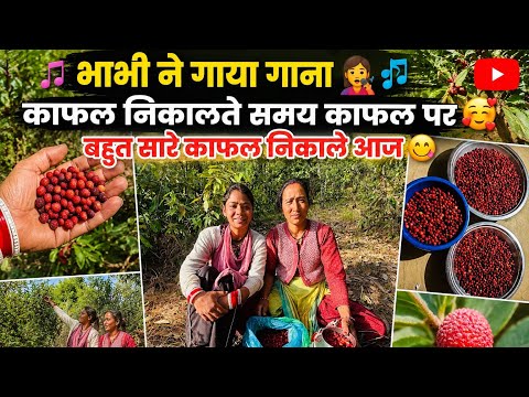 भाभी ने गाया गाना काफल निकालते समय काफल पर 🥰 बहुत सारे काफल निकाले आज 😋@beerarwtvlogs 