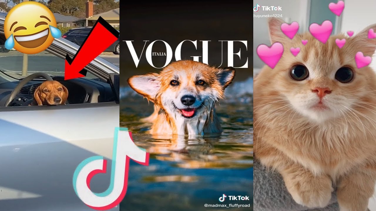 ️ TikTok Cutest Cats, Dogs & Puppies July 2020 (Part 2) 😍 YouTube