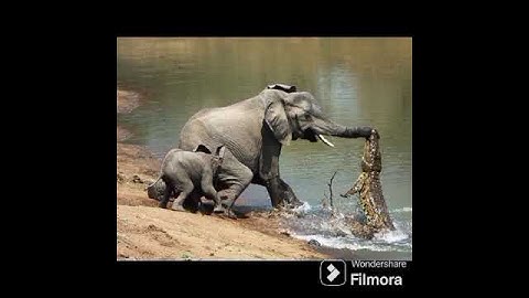 THE ELEPHANT  CHALLENGED THE CROCODILE@ DR SK SINGH CHANNEL JAI SHREERAM