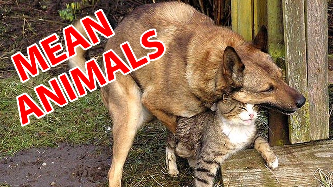Hilarious mean Animals - YouTube