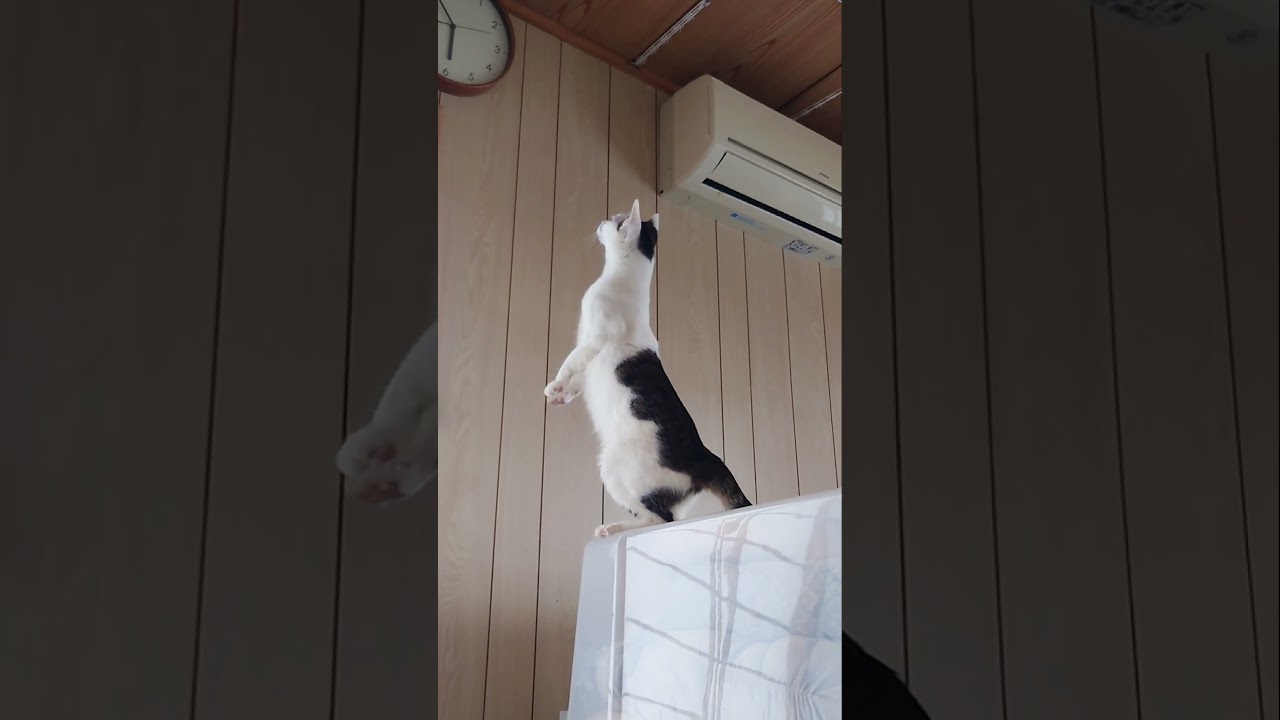 今朝の福ちゃん 続き - YouTube