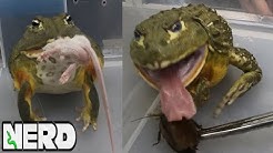 New england reptile distributors youtube
