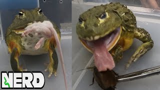 FEEDING RODENTS TO OUR GIANT PIXIE FROGS!  CRAZY HUNGRY!