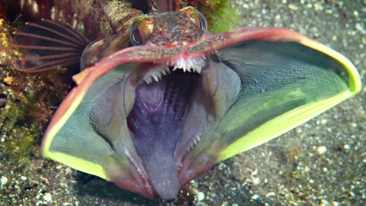 Необычный морской хищник! Это интересно знать...