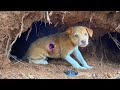 Puppies rescued from cave with maggots no food and water 